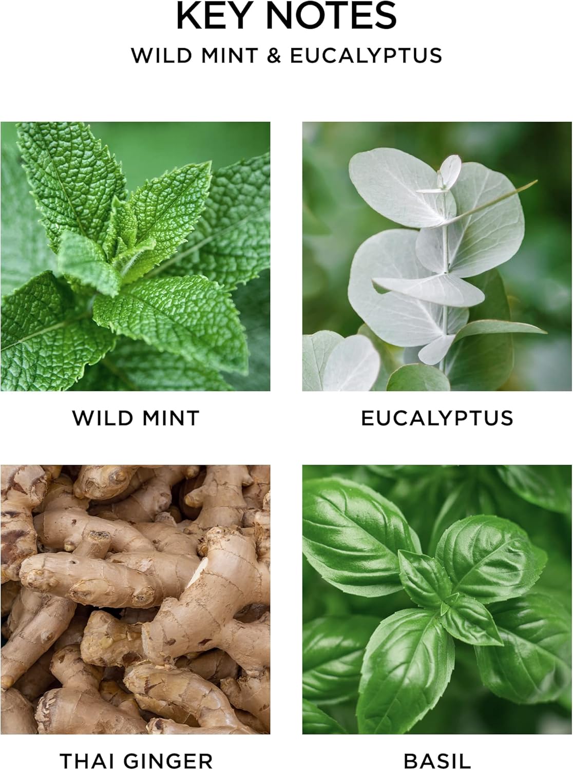 NEST New York Wild Mint & Eucalyptus Reed Diffuser Liquid Refill