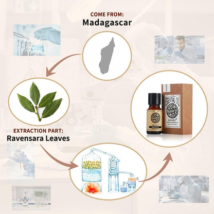 AKARZ Musk Essential Oil Natural Organic Pure Premium Musk Oil 0.34 Fl Oz (10ml)
